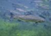 More rainbow trout to be released