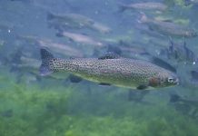 More rainbow trout to be released
