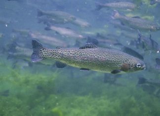 More rainbow trout to be released