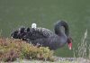 Bird of the Month: Black swan