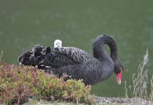 Bird of the Month: Black swan