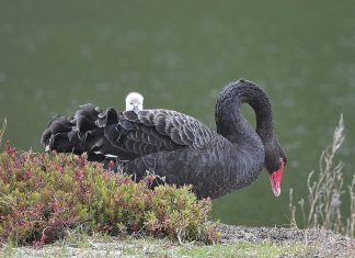 Bird of the Month: Black swan