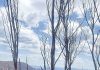 New recovery grants for bushfire-affected communities