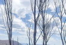 New recovery grants for bushfire-affected communities
