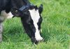 Beefing up service for producers with virtual fencing subscription add-on