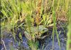 New bog for frogs