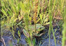 New bog for frogs
