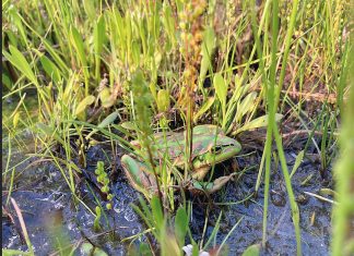 New bog for frogs