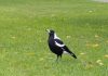 Angry birds are back as swooping season begins