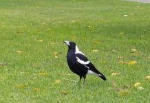 Angry birds are back as swooping season begins