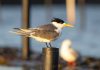 Bird flu detected in East Gippsland