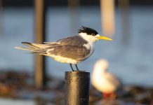 Bird flu detected in East Gippsland
