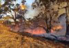 Coalition to announce forestry plan