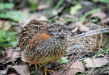 Bird of the month: Painted button-quail