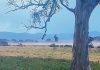 Dust a worry for Fingerboards mine opponents