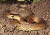 Snake season ahead