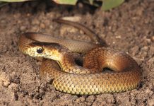 Snake season ahead
