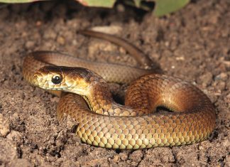 Snake season ahead