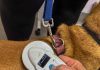 Free microchipping initiative for pets starting next week in Wellington