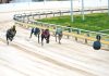 Greyhound racing peak body welcomes new integrity unit