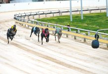 Greyhound racing peak body welcomes new integrity unit