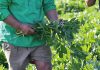 Faba milk prototype developed with better texture
