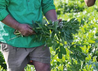 Faba milk prototype developed with better texture