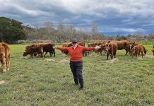 Stephens flying the flag for Labor