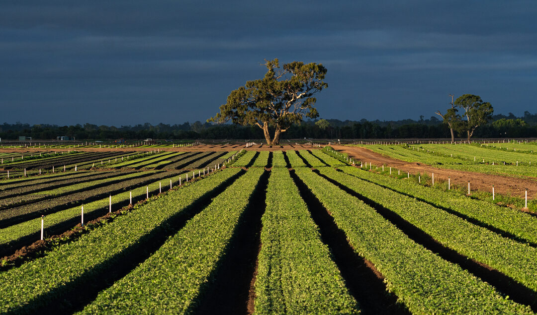 FarminginWellingtonS_19728