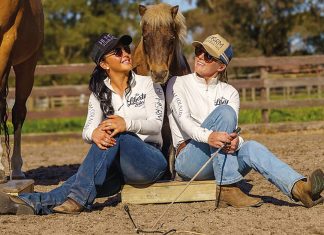 Connection between horse and human