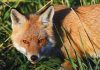 Fox management strategy open for feedback