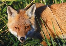 Fox management strategy open for feedback