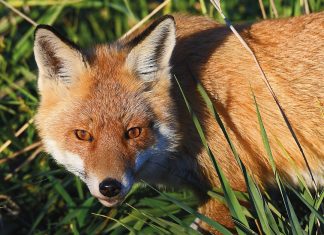 Fox management strategy open for feedback