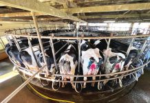 Slowing milk supply and growing protein demand