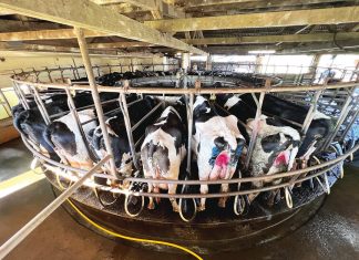 Slowing milk supply and growing protein demand