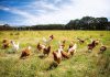 More time to prepare for poultry reforms