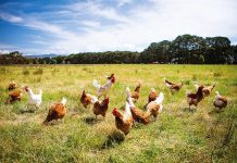 More time to prepare for poultry reforms