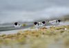 Operation to protect nesting hoodies